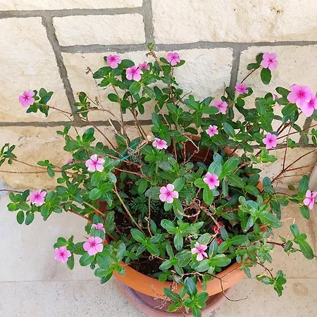 Гостьовий будинок Luka 2