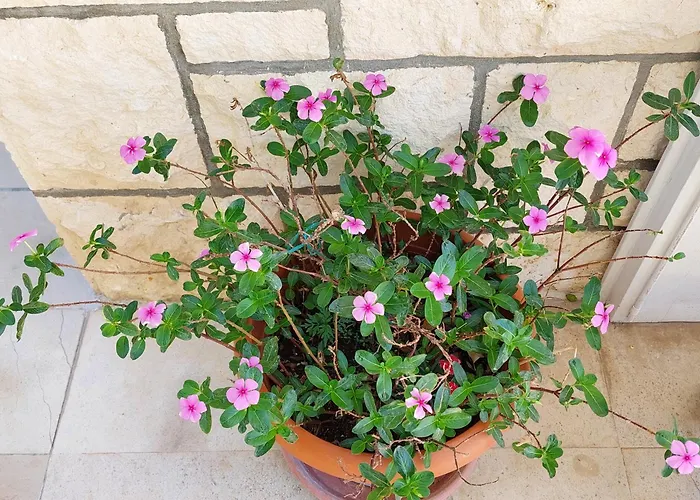 Гостьовий будинок Luka 2